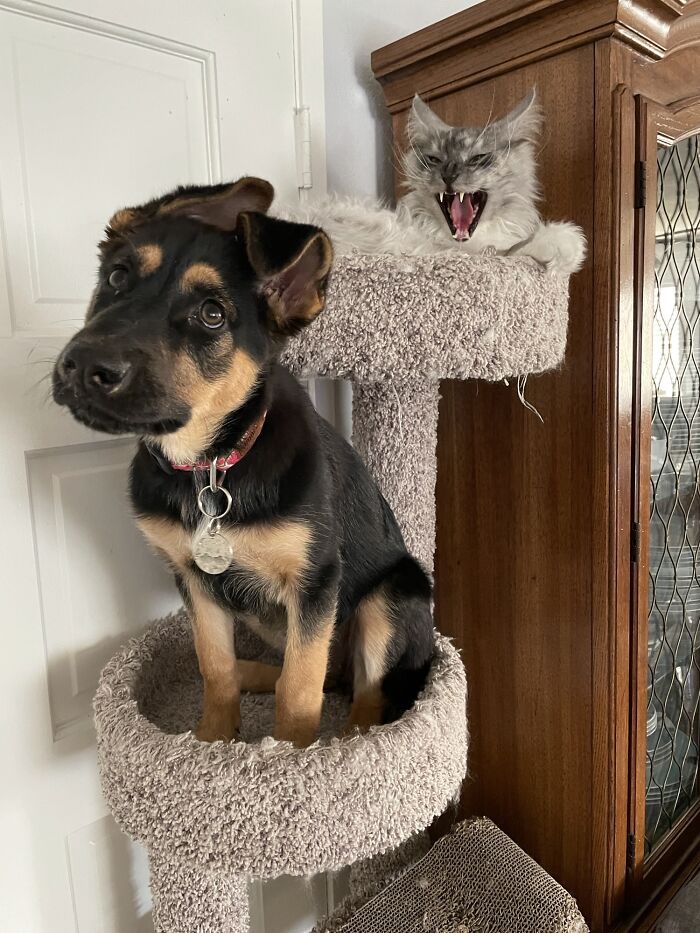 Cat Trees Aren’t Meant For Dogs