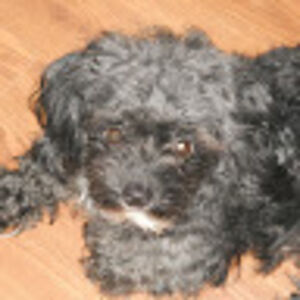 carolduncan-harman avatar