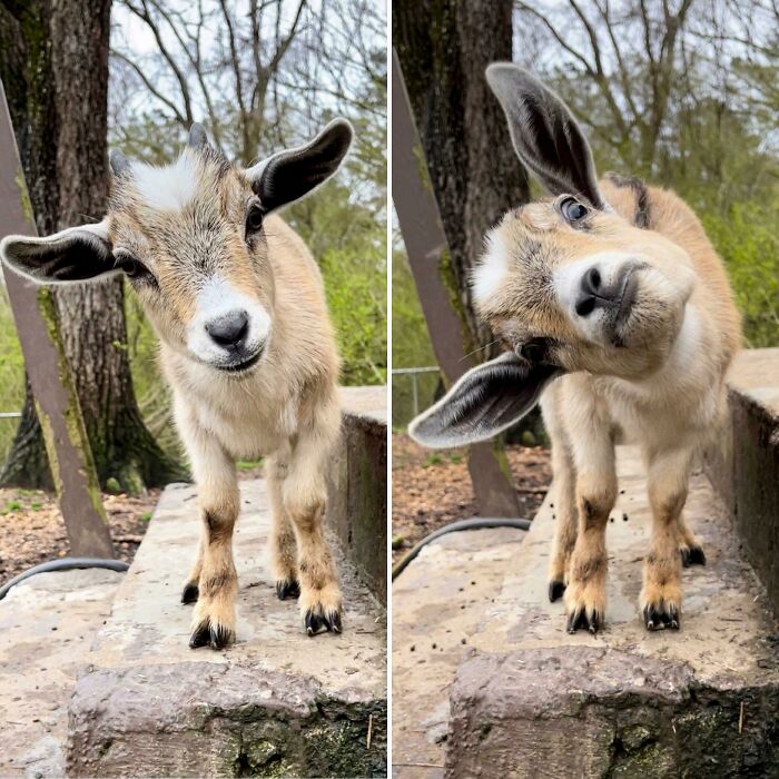 Is 15 Weeks Still A “Baby”? Hildy’s Got Enough Attitude For The Whole Herd