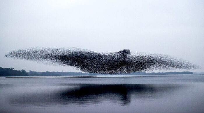 A murmuration of birds over a lake in Ireland, capturing the Irish sense of humor through nature's stunning display.
