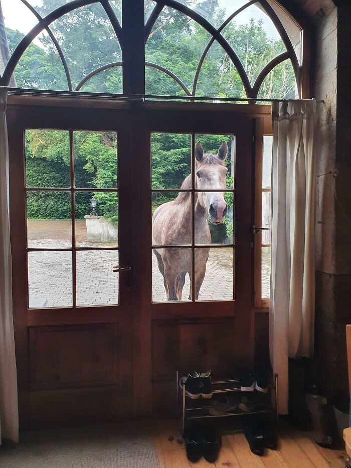 I Don't Have A Horse