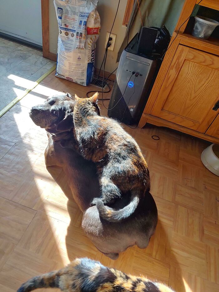 Java And Monkey Once Again Compromise On Space In The Sun Square