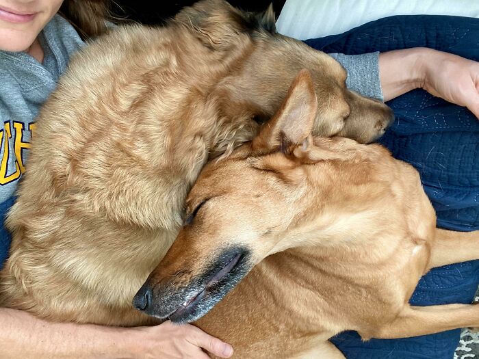 My Doggos Make My Heart Melt. So Much Love In Such Little Space