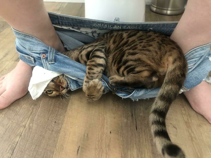 Privacy And Personal Space Does Not Exist When You’re A Cat Mom