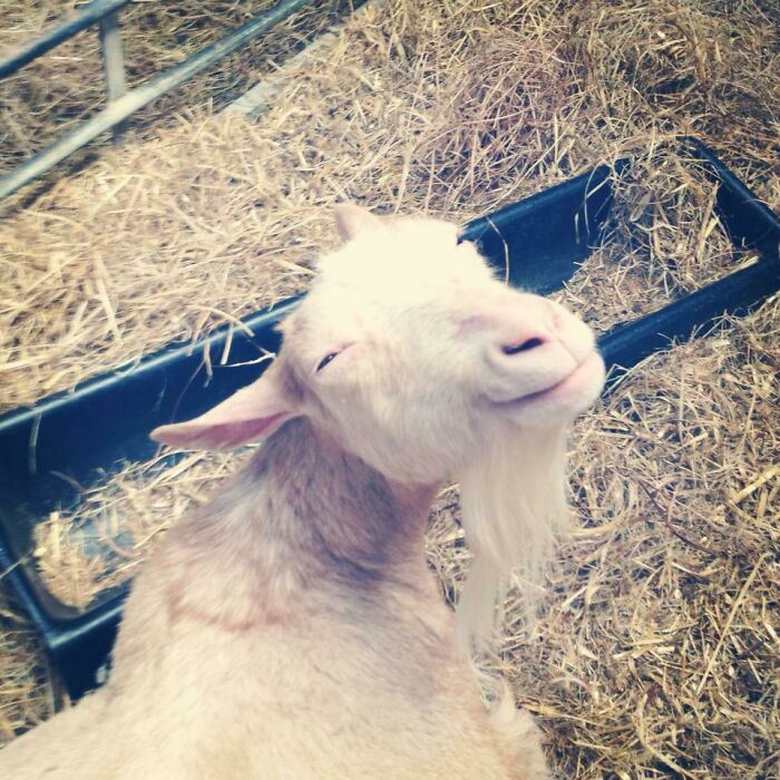 My Friend Took This Picture Of A Goat At The Weekend And Sent It Me With The Caption "Oh Man, I Am So High Right Now."