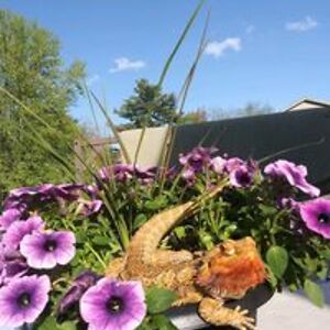 merith_deschene avatar