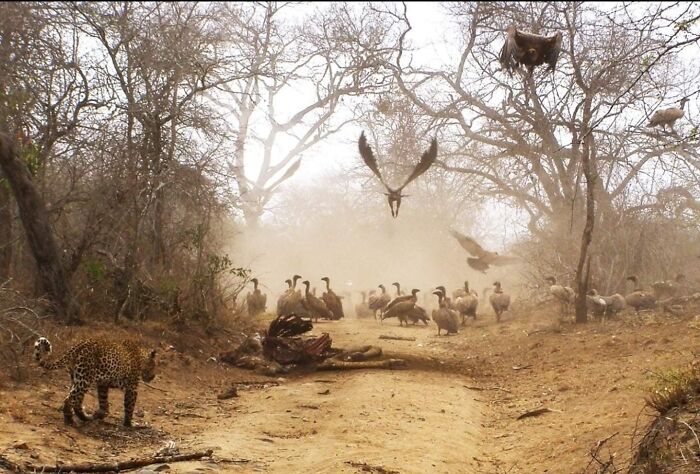 Sé que esto puede ser difícil de creer, pero esta es una foto tomada por mi suegra. Ella es increíblemente talentosa para alguien que comenzó a tomar fotos tan tarde en la vida. Charleston, Kruger, Sudáfrica
