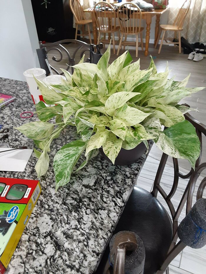 Mother In Law Scored Me This Little Beauty From Walmart For $15!!!