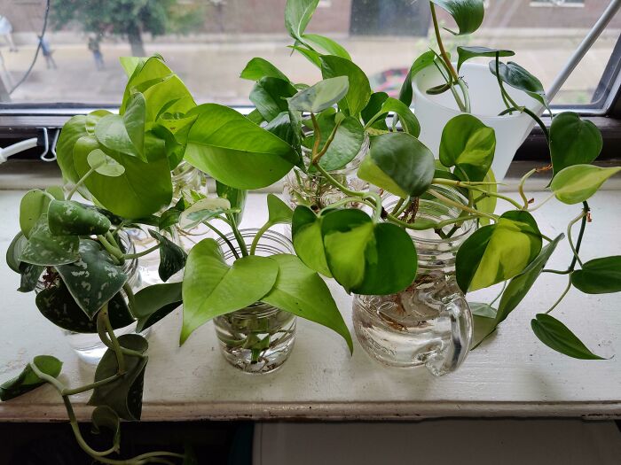Mother-In-Law Is Visiting From Out Of State And Gifted Me These Cuttings.