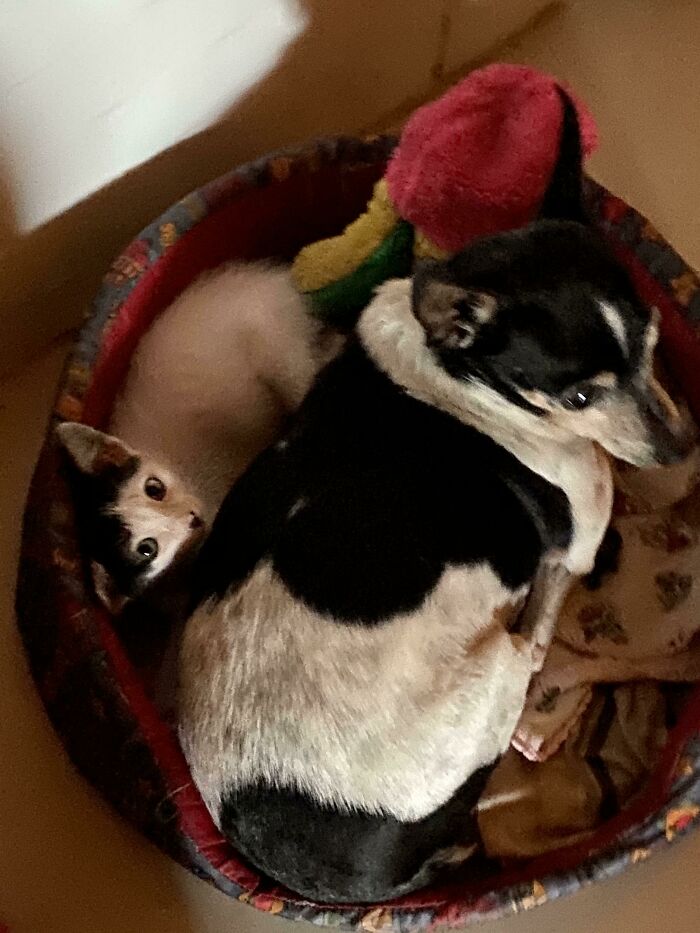 Mi suegra es una gran alma que adopta a todos los perros y gatos callejeros que se atreven a entrar en su casa. Conozcan al hermano mayor y a la hermana menor