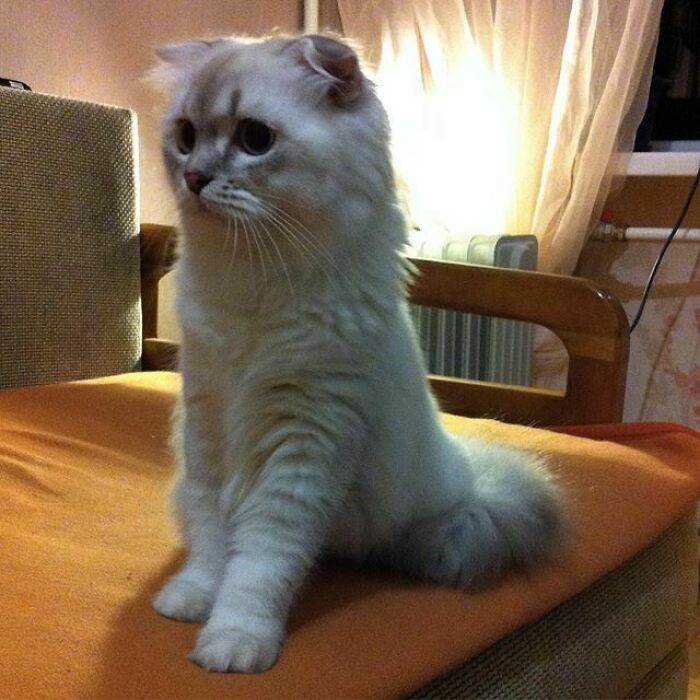 So My Mother-In-Law Said We Are Having A New Family Member, Never Thought Would Be This Cute.