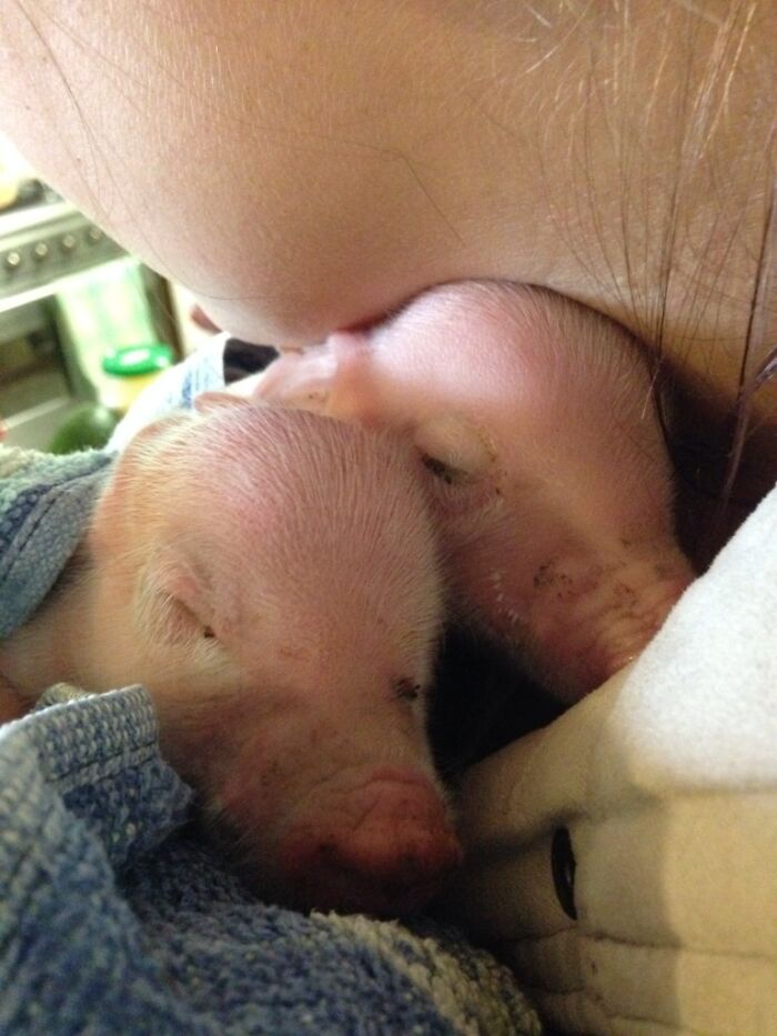 No es el típico "ay, qué tierno", pero les presento a los cerditos que mi suegra está criando en este momento :)