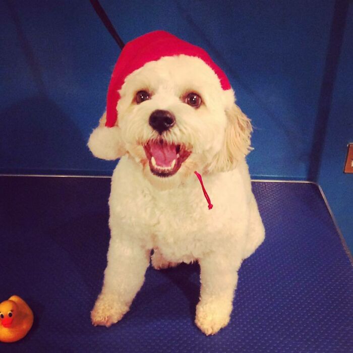 Mother-In-Law Took The Family Dog For A Photoshoot