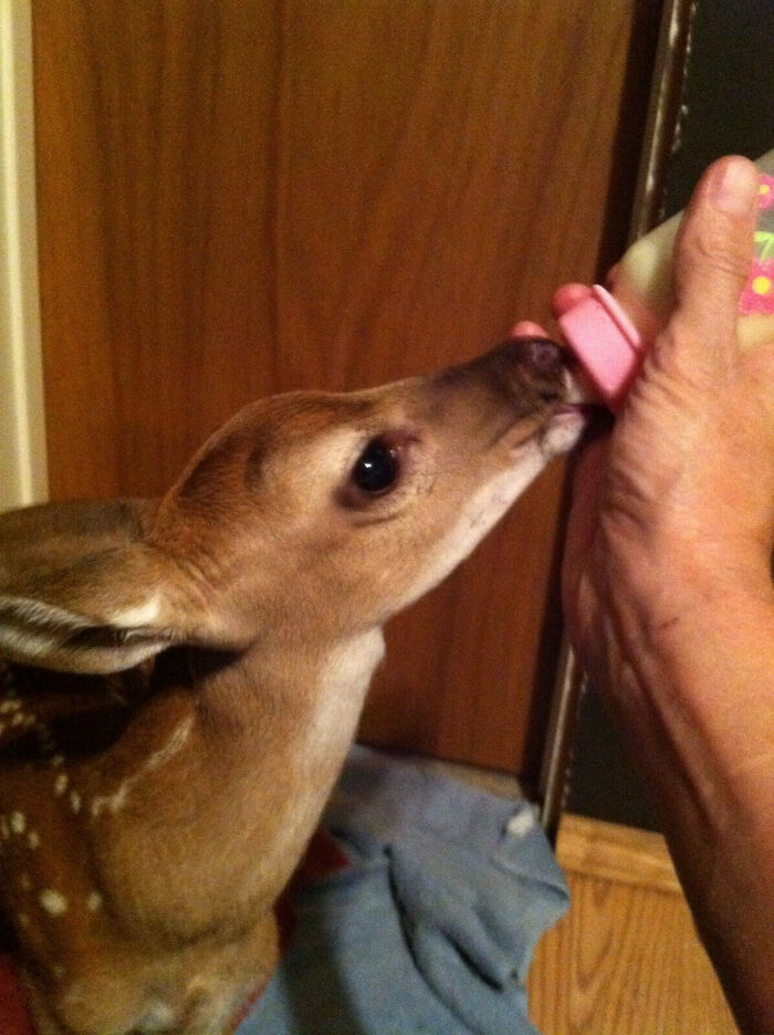 Mi suegra ha adoptado un bebé huérfano. Conozcan a Forrest