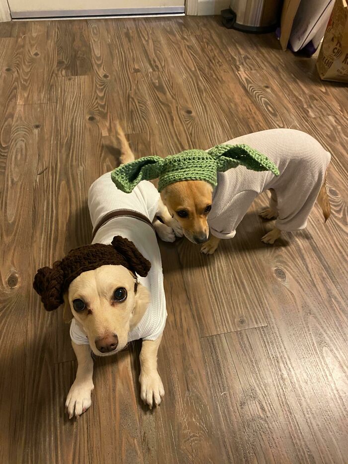 Mi suegra hace trajes de perro cada semana para mi esposa que es maestra de escuela como parte de sus "jueves temáticos" virtuales. El tema de esta semana fue Star Wars