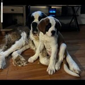 angela_baumes avatar