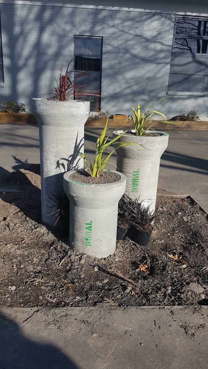 My School Cut Down A Perfectly Healthy Tree For This...