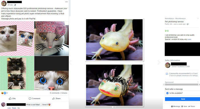 Professional Pet 'Super Enhancement' Photoshop Service