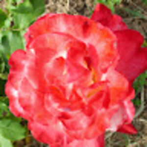 melodyharpole avatar