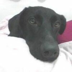 freshwaterdrum avatar