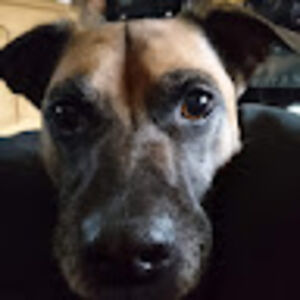 michaelcongdon avatar