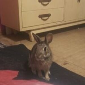 vincentdemarinis202018 avatar