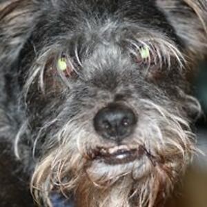 carolynsueharper avatar