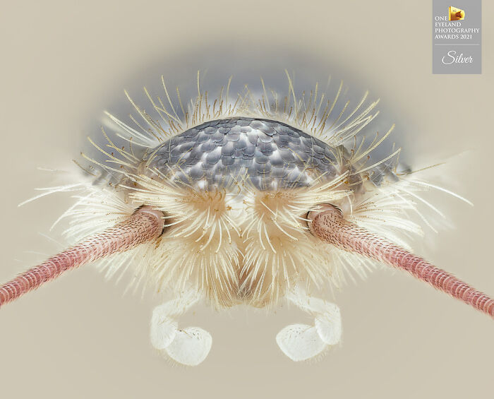 "Microinsects" By Marco Jongsma. Silver In Fine Art, Other