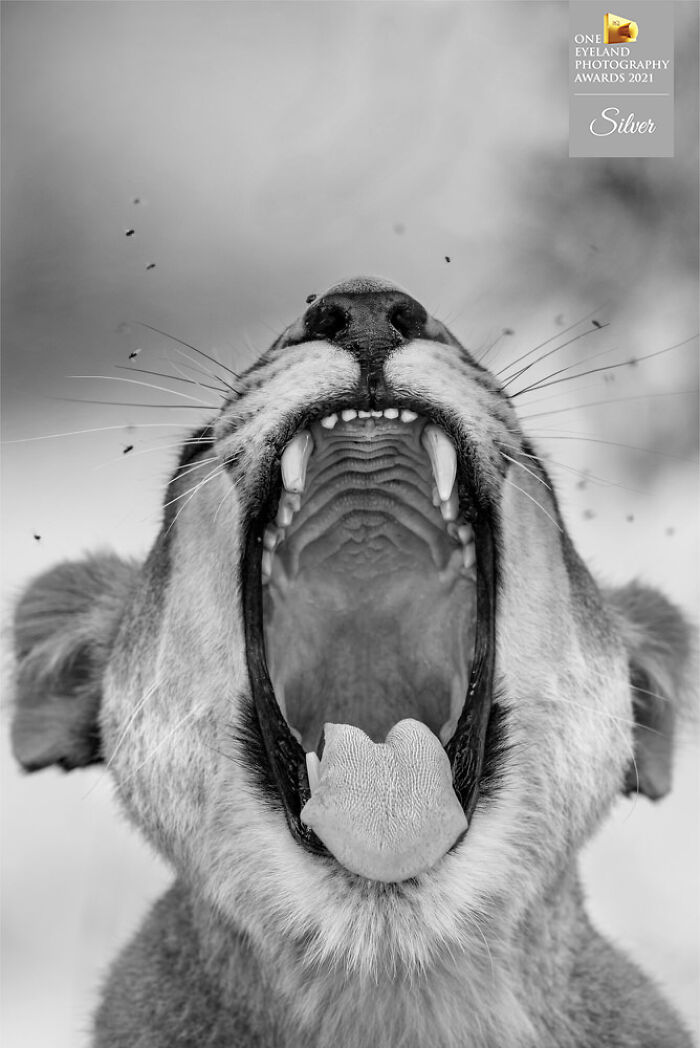 "Tooth And Nail" By Harry Skeggs. Silver In Nature, Wildlife