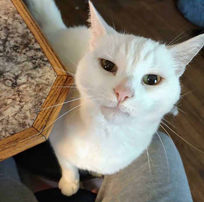 Tiny Satan Demands I Ignore My Coffee For Her