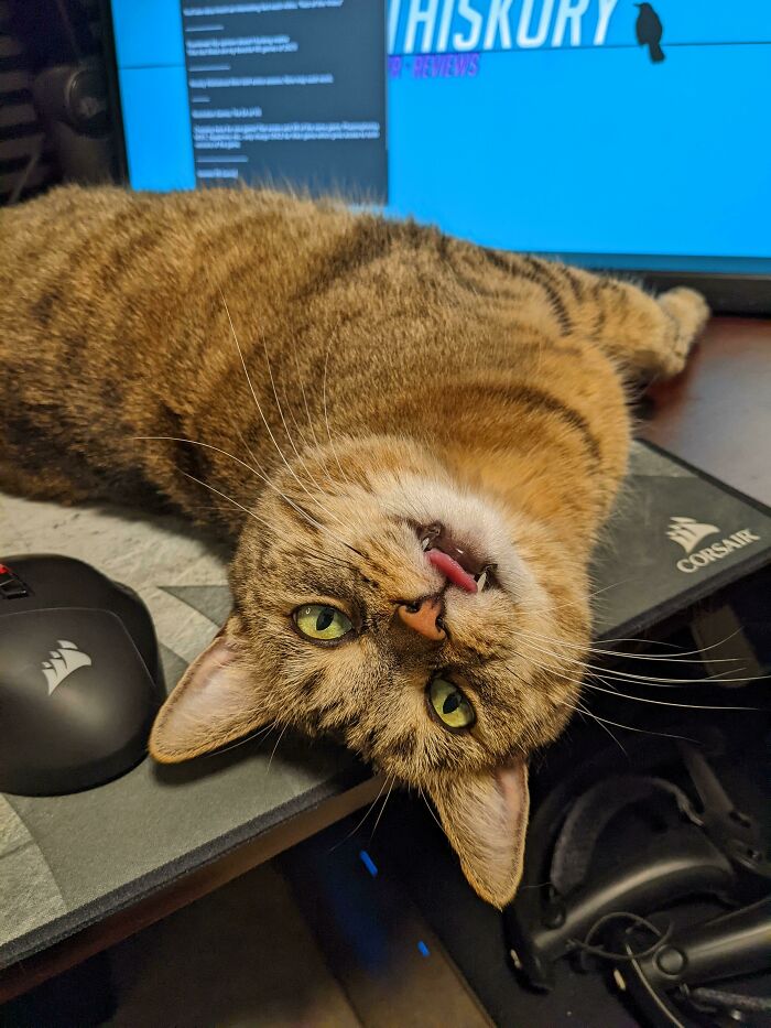 She Loves Interrupting My Gameplay