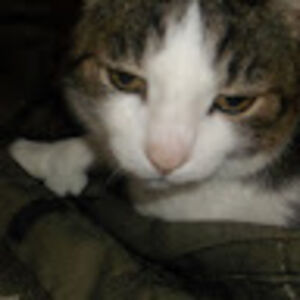 jessiewentworth avatar