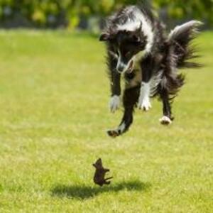 marina_perkovic avatar