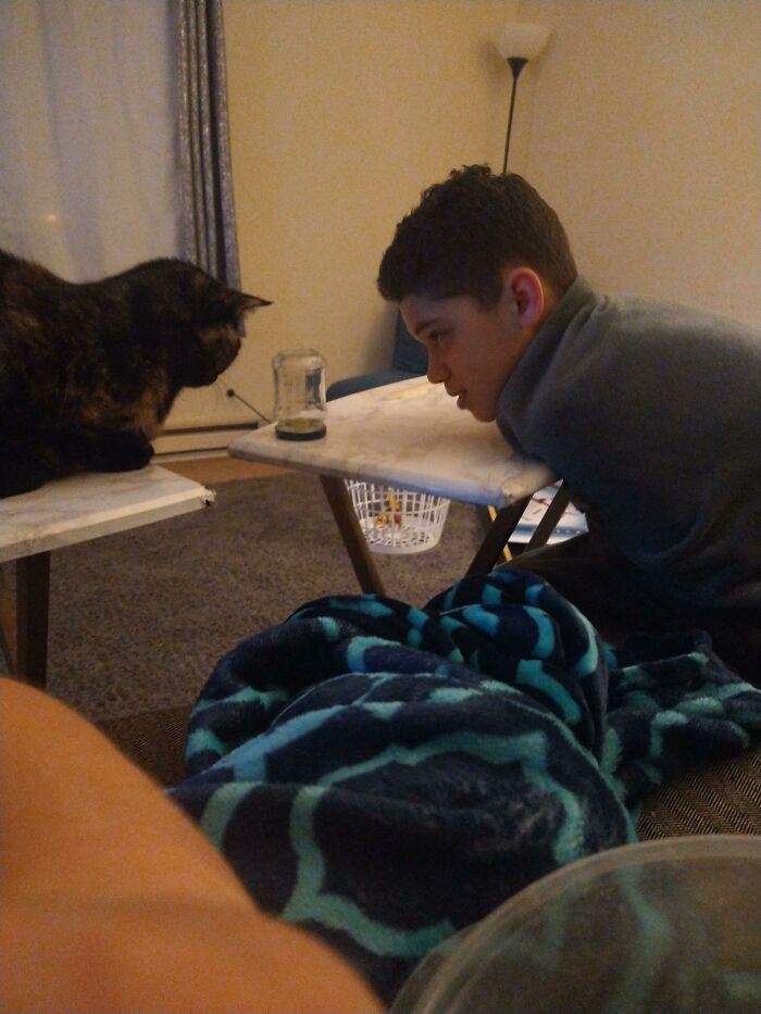 Who Knew The Life Of An Ant In A Jar Would Captivate Both Boy And Cat?