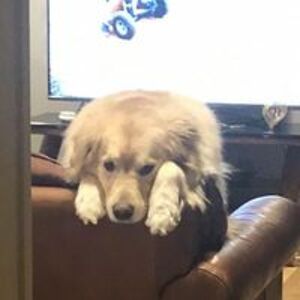 palumbopatricia11 avatar