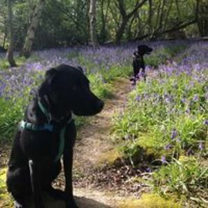 allie_j_young avatar