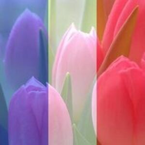 shirleykimball avatar