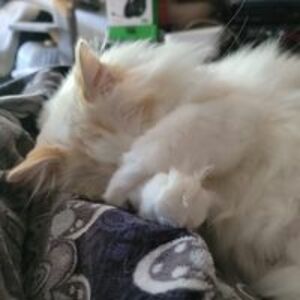 warriorrabbit_from_gemini avatar