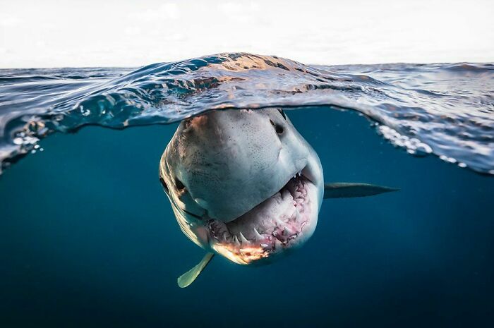 Great white shark emerging from deep waters, triggering thalassophobia with its open mouth and sharp teeth.