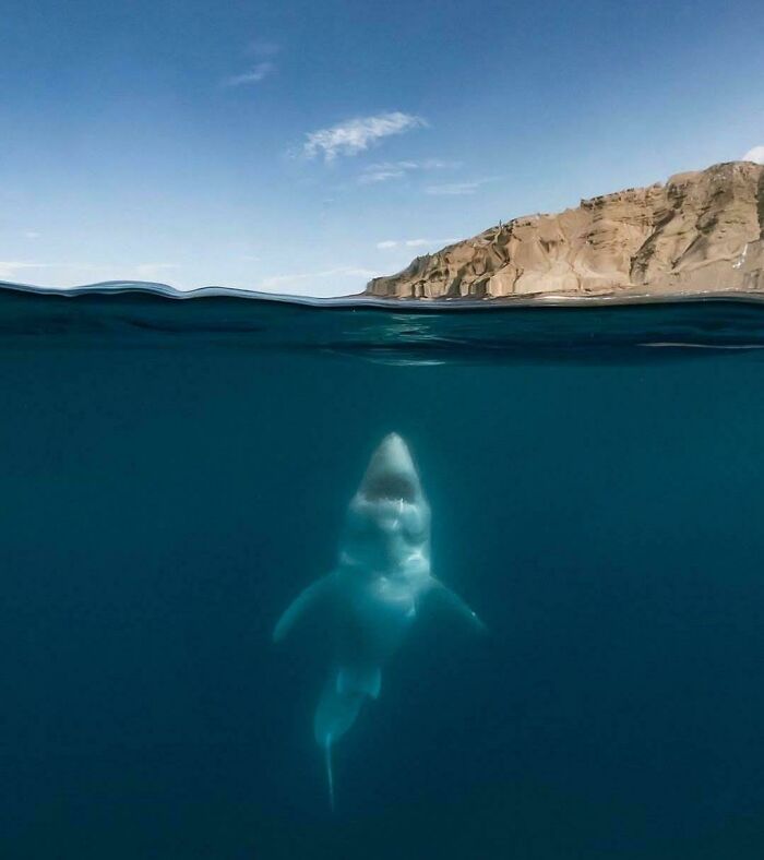 Shark swimming underwater near rocky cliffs, a chilling scene to trigger thalassophobia and fear of deep waters.