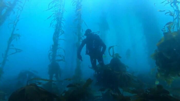 Scuba divers exploring dark underwater kelp forest, evoking thalassophobia and fear of deep waters.