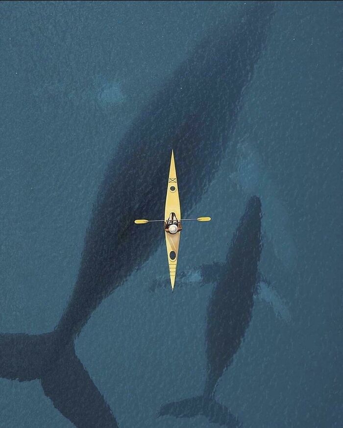 A person in a yellow kayak paddling over deep water with large whale shadows, triggering thalassophobia fears.