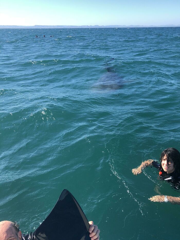 Swimmers in deep blue ocean water with a large shadow beneath, triggering thalassophobia and fear of deep waters.