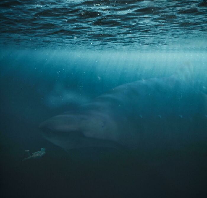 Huge shark lurking in dark deep waters with diver nearby, capturing the fear and mystery of thalassophobia.