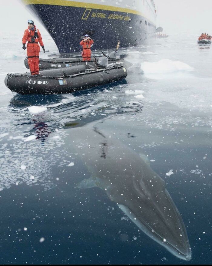 Researchers in a boat near icy deep waters with a large whale beneath, illustrating fear of deep waters and thalassophobia.