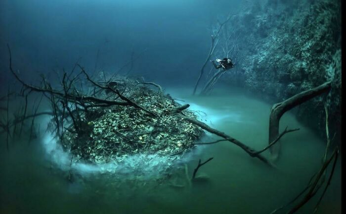 Underwater scene with a diver exploring deep waters surrounded by submerged branches and rocky formations, triggering thalassophobia.