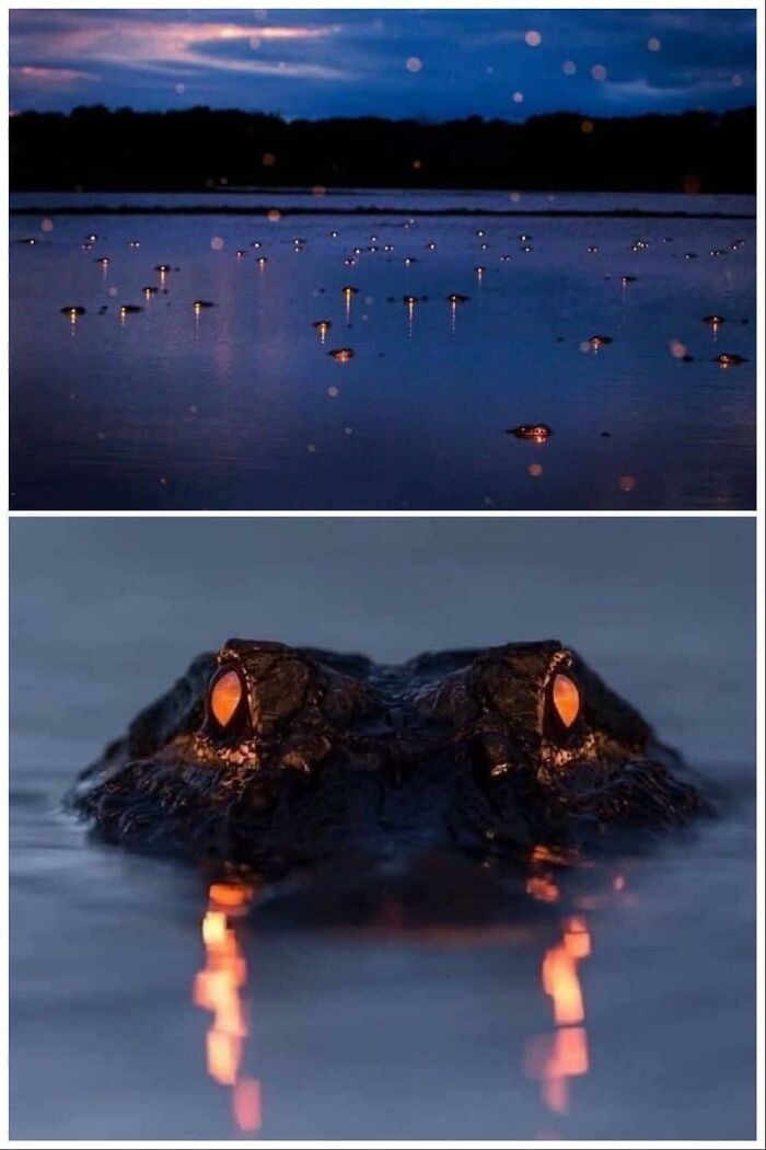Glowing eyes of an alligator emerging from deep waters at dusk, evoking fear of deep waters and thalassophobia.