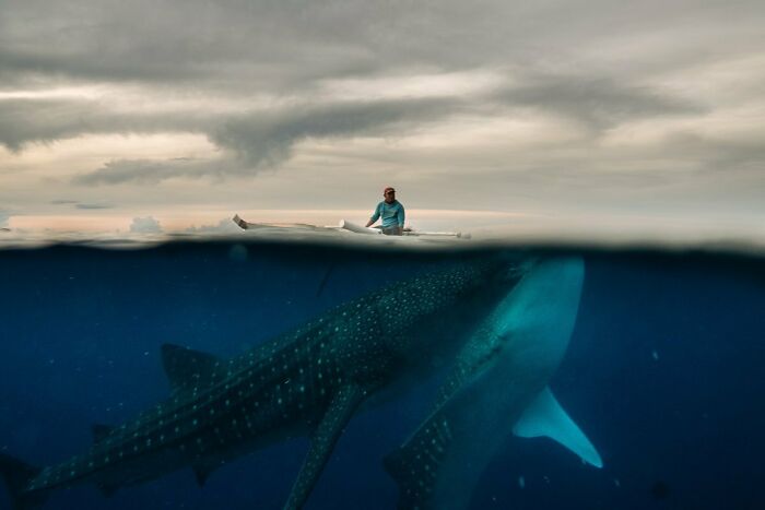 Person in a small boat above deep waters with a large whale shark swimming below, triggering thalassophobia fears.