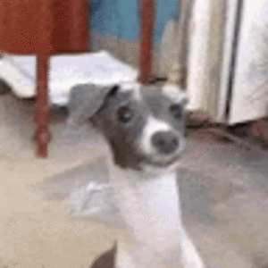 jakolbyfreeman avatar