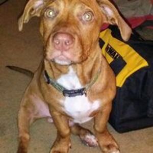 charles_dexker avatar